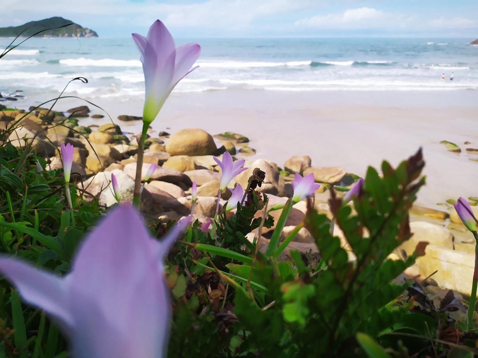 Villa Amanita Rosa à Praia do Rosa Chambre photo